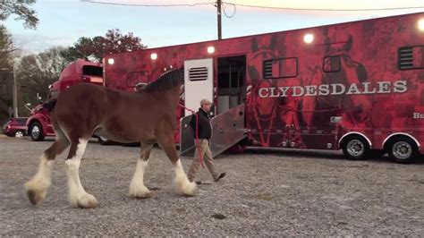 Raw Video Budweiser Clydesdales Prepare For Lawrenceville Parade Youtube