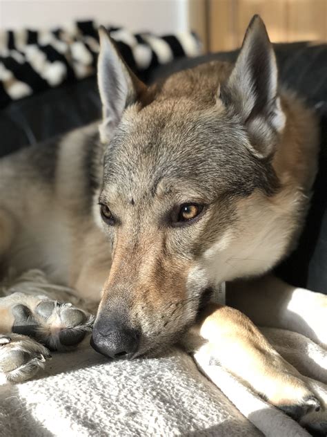Pin by Skyniiverse on Wolves & Wolfdogs | Wolf dog, Wolf hybrid dogs