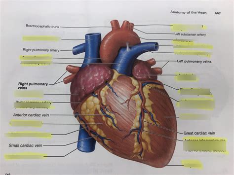 Heart Model Lab Boot Labeling Diagram Quizlet