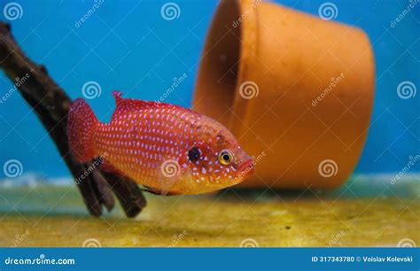 Blood Red Jewel Cichlid Hemichromis Lifalili Stock Photo Image Of