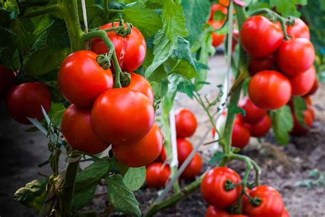 When Is The Best Time For Planting Tomatoes Gardeners Path