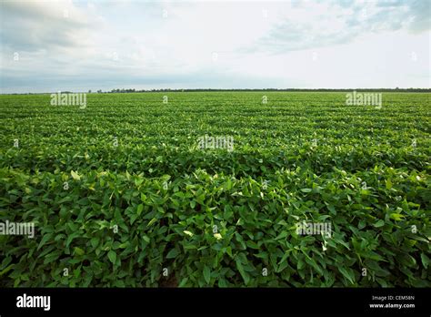 Agriculture Large Field Of Healthy Mid Growth Soybeans In The Pod