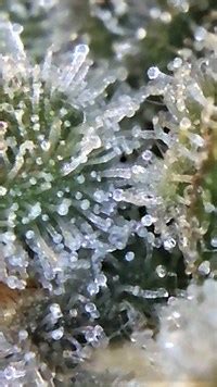 Do Clear Trichomes Get You High? - Growing Marijuana World