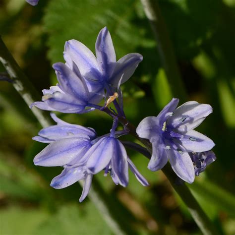 Wild Flower Society Bluebells The Armamda Is Here Again