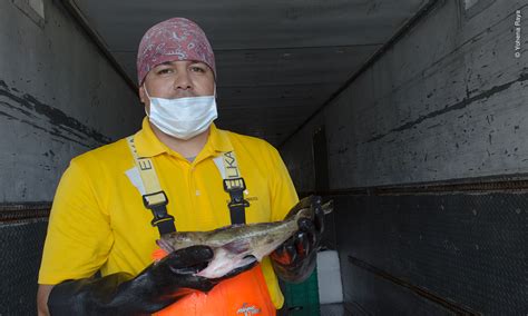 Publica Inapesca El Plan De Manejo Pesquero Para Verdillo En La