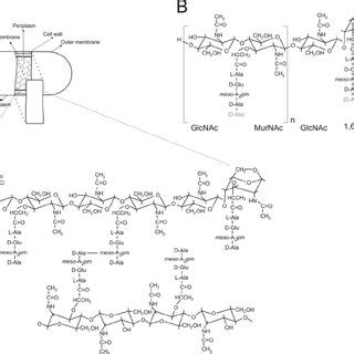 A simplified presentation of the E. coli cell wall structure. A) The ...