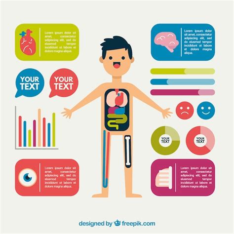 Nice Infographic Of The Human Body In Flat Design Vector Free Download