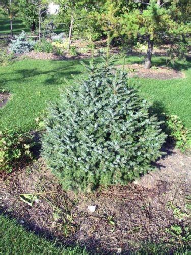 Picea Omorika Nana Dwarf Serbian Spruce Conifer Trinomial