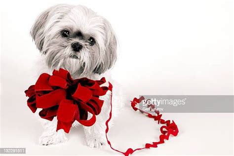 Shih Tzu Bow Photos And Premium High Res Pictures Getty Images