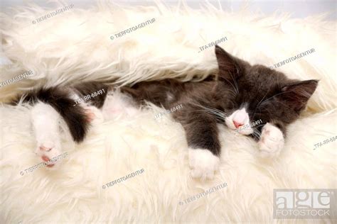 Sleeping Maine Coon Kitten Stock Photo Picture And Rights Managed