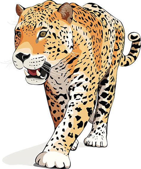 Best Jaguar Illustrations Royalty Free Vector Graphics And Clip Art Istock