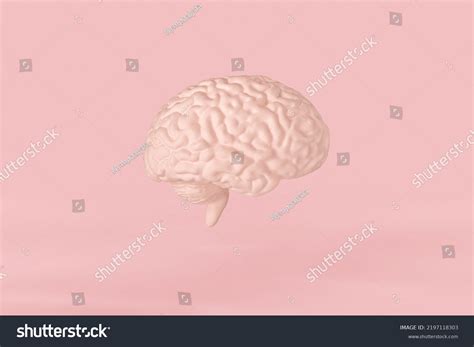 Human Brain Right Hemisphere Model Isolated Stock Photo 2197118303 ...