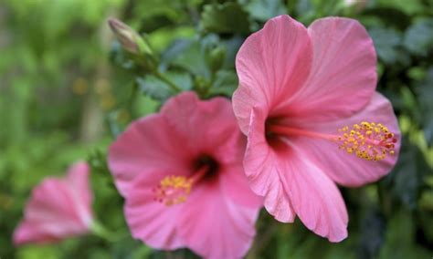 Tout Ce Que Vous Devez Savoir Sur La Culture De Lhibiscus Trucs