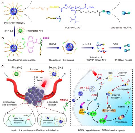 Nature子刊：于海军团队等合成可用于肿瘤特异性蛋白降解和乳腺癌精准治疗的高分子蛋白降解剂腾讯新闻