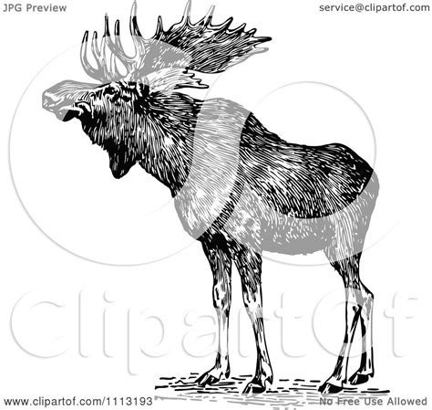 Clipart Vintage Black And White Wild Moose Royalty Free Vector