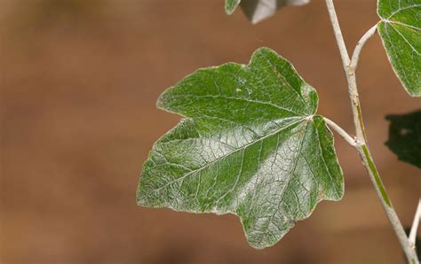 Populus Alba Alberi Del Bosco Del Vaj · Biodiversity4all