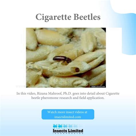 Watch Cigarette Beetle Pheromone Research And Field Application