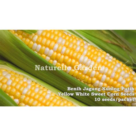 Benih Jagung Kuning Putih F1 Yellow White Sweet Corn Seeds F1 Benih