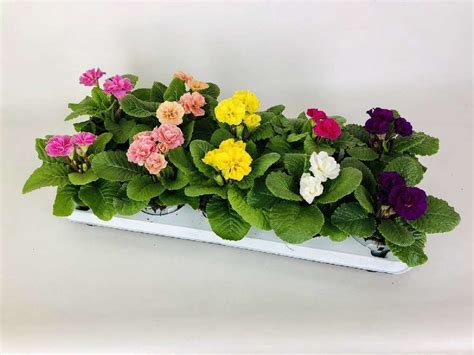 Primula Dreamer Mix Plant Wholesale Floraccess