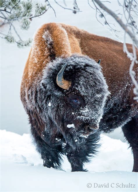 Winter in Yellowstone