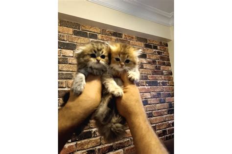 Scottish Fold Golden Yavru Kedi