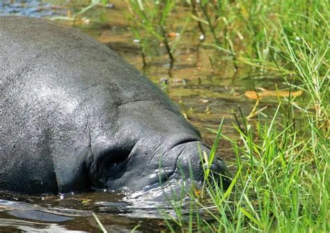 Facts about Manatees - AnimalBehaviorCorner