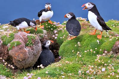 Atlantic Puffins On The Cliffs Of Fair Isle Jigsaw Puzzle In Puzzle Of