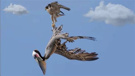 Peregrine Falcon Attacking Pelican 😱😱😱 Youtube