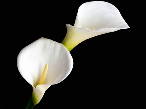 Calla Lily Winter Care: Winter Care For Calla Lilies