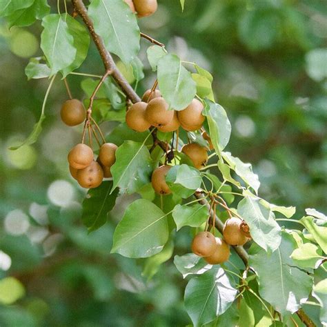 Ready To Plant Trees | Chickasaw Plum Tree By Wildtree