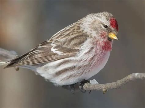 8 Species Of Finches In Texas Top Types To Spot 2025 Love The Birds