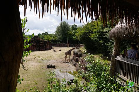 Giraffe Gaiazoo Freizeitpark Weltde