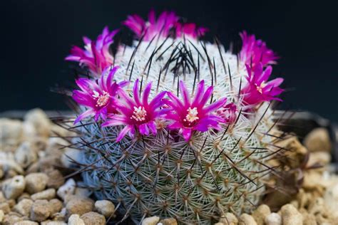 Mammillaria Elegans For Sale Living Desert Plants