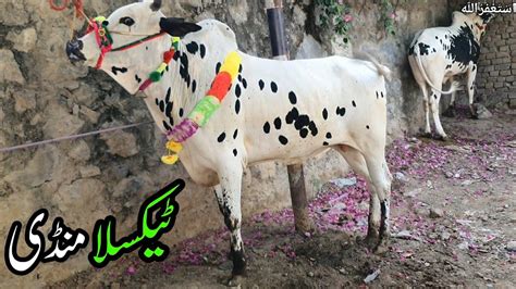 Taxila Mandi Latest Update 9 6 23 Fateh Jang Qurbani Bakra Eid 2023