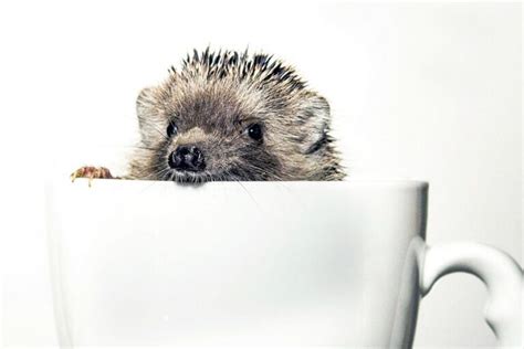 Do Hedgehogs Hibernate? (Signs Of Hibernation Vs. Sickness)