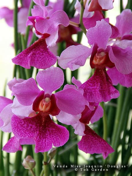 Vanda Miss Joaquim - Toh Garden: Singapore Orchid Plant & Flower Grower