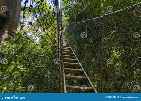 Canopy Walkway in Taman Negara National Park Stock Image - Image of nature, branch: 321328129