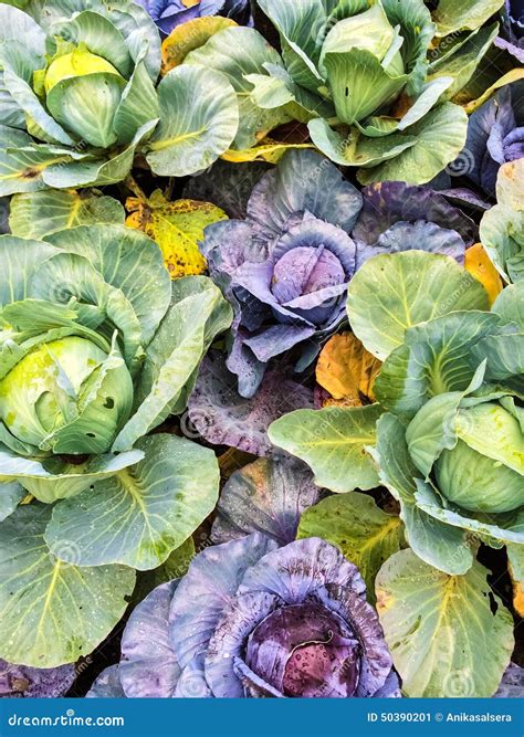 Green and Purple Cabbage in Vegetable Garden Stock Image - Image of