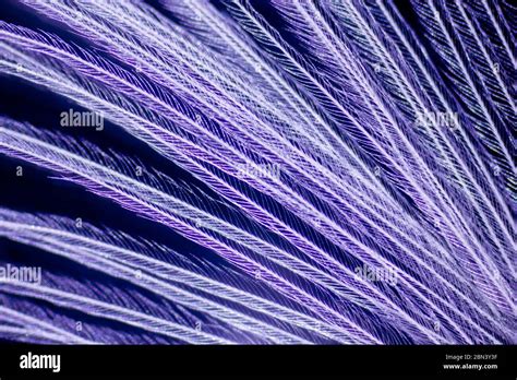 bird feather under the microscope Stock Photo - Alamy