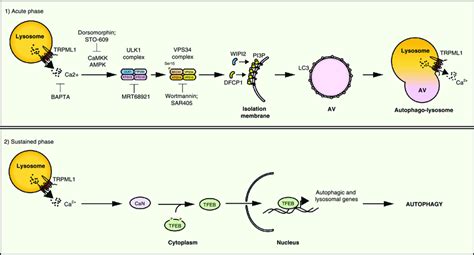 Model Of Trpml1 Regulation Of Autophagy Model Of Multistep Regulation