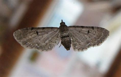 Small Brown Moth Bugguidenet