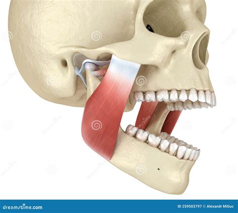 Tmj The Temporomandibular Joints And Muscles Medically Accurate 3d