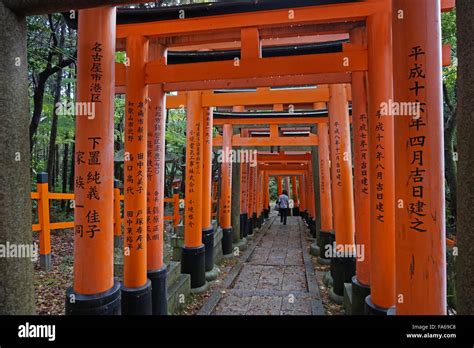 red torii gates   forest  fushimi inari taisha shinto shrine