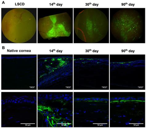 Ijms Free Full Text Corneal Reconstruction With Egfp Labelled