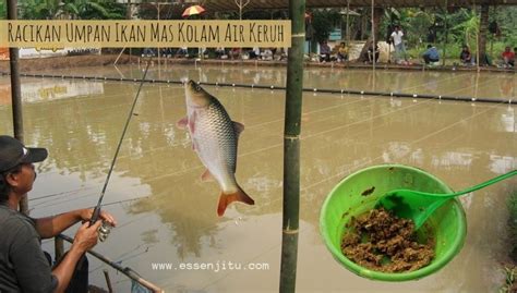 Umpan Ikan Mas Terbaik Rekomendasi Umpan Ikan Mas Terbaik