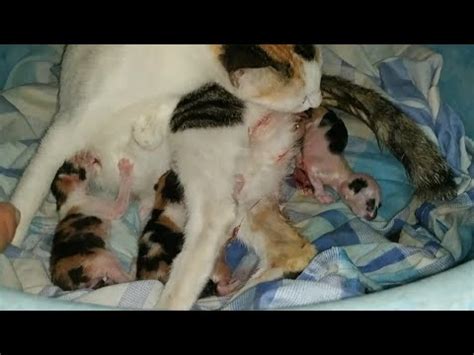 My Cat Giving Birth To 5 Cute Kittens YouTube