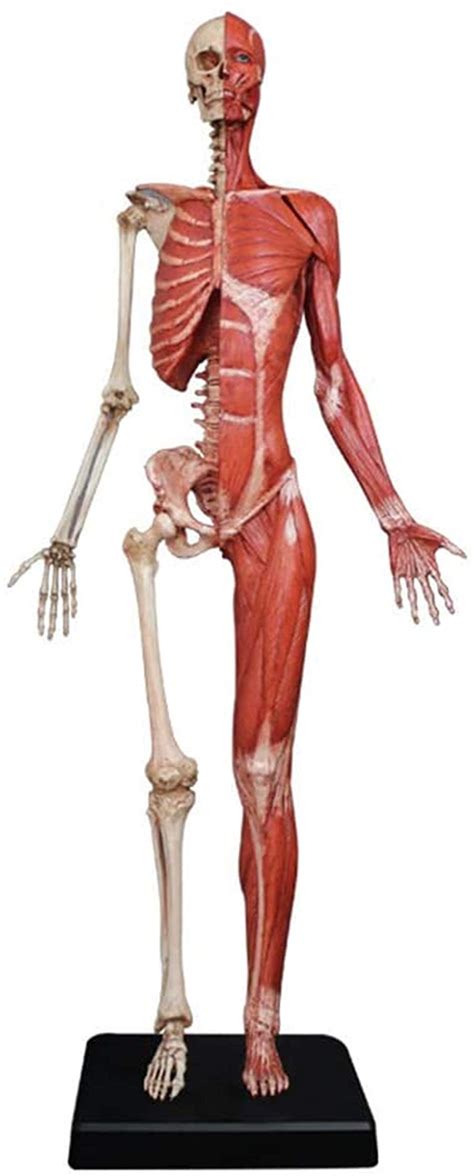 Buy Anatomy Model Female Anatomy Figure Human Anatomical Muscle