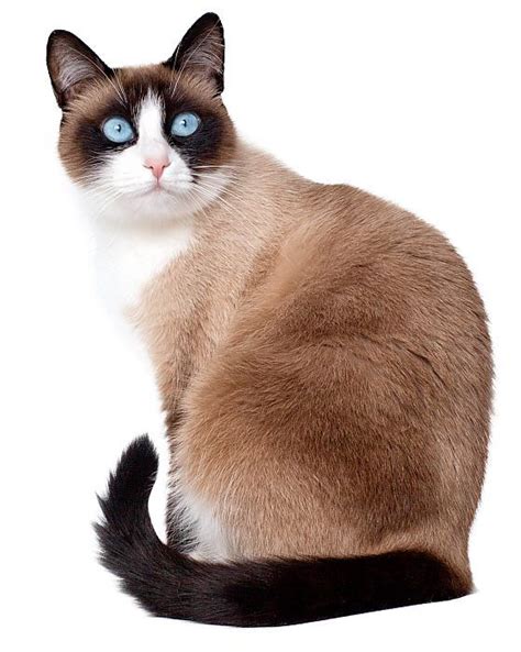 Why Do Siamese Cats Meow So Much Reasons I Discerning Cat Artofit