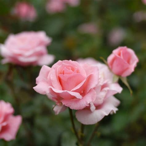 Queen Elizabeth Rose Star Nursery Garden And Rock Centers