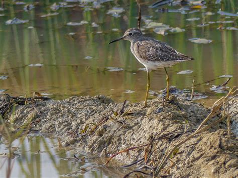 Wood Sandpiper | Bubo Birding